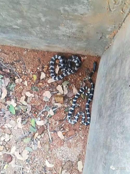 网友爆料出现大蟒蛇视频